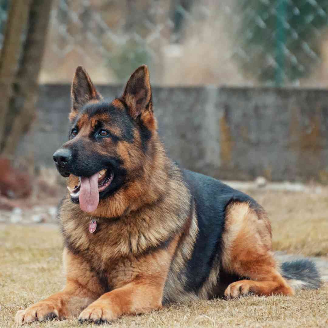 Ajax Shepherd