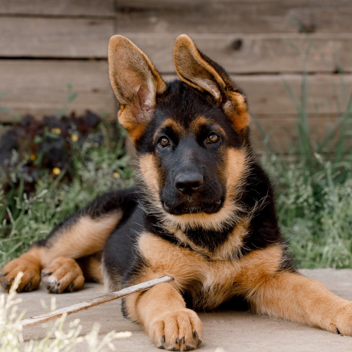 Bentley Baby Shepherd