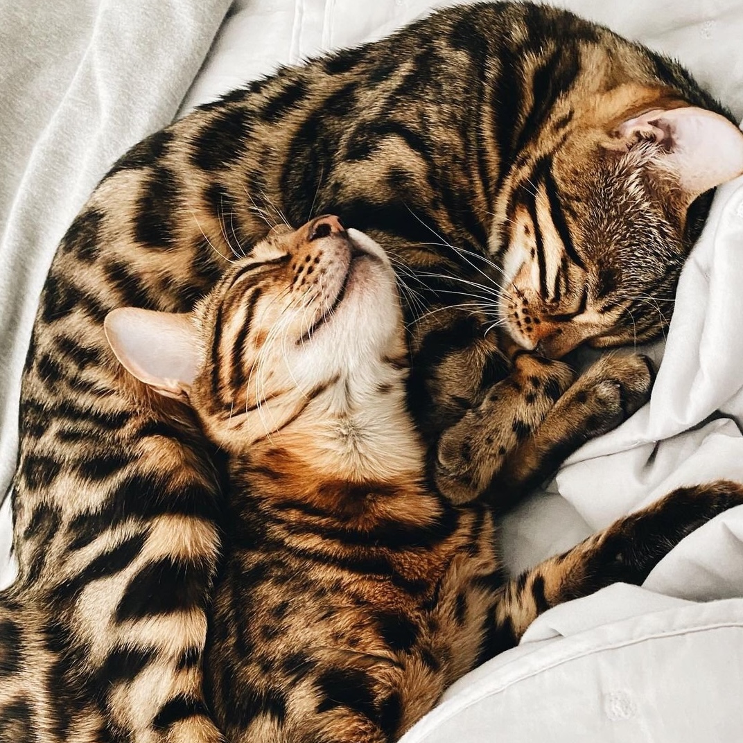 Jimmy and Sassy Cats