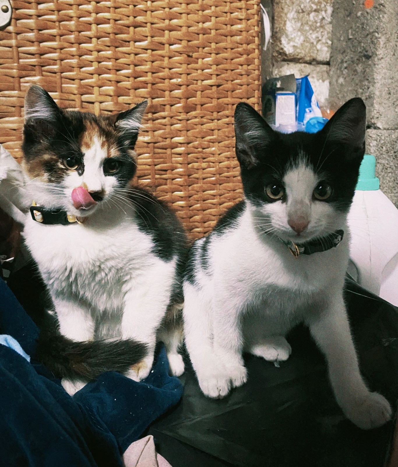 MEOWSH